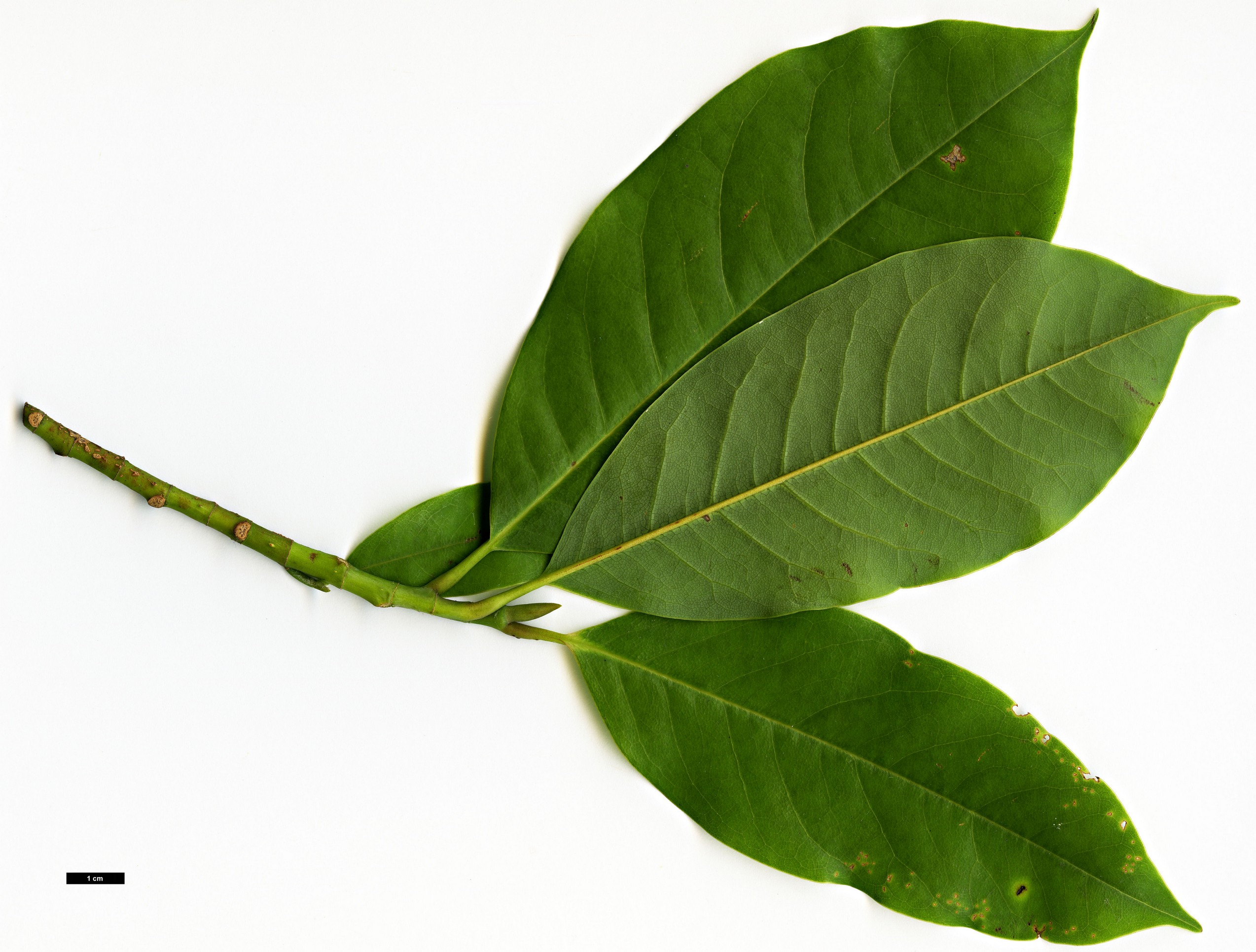 High resolution image: Family: Magnoliaceae - Genus: Magnolia - Taxon: poasana High resolution image: Family: Magnoliaceae - Genus: Magnolia - Taxon: poasana